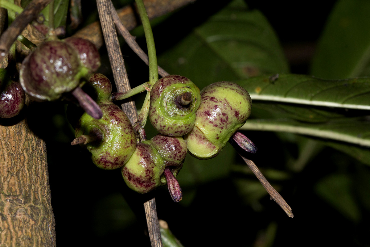 Chassalia parvifolia