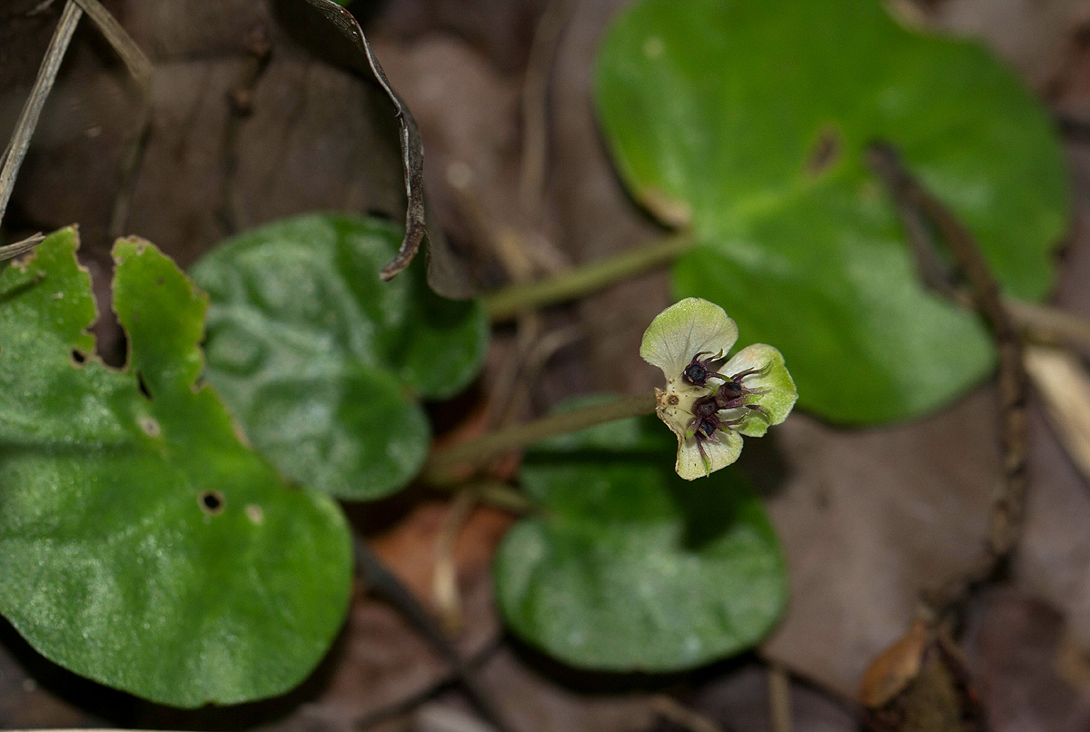 Geophila obvallata subsp. ioides