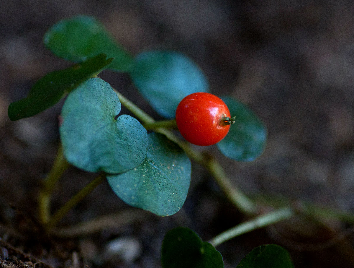 Geophila repens