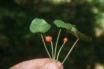 Geophila repens