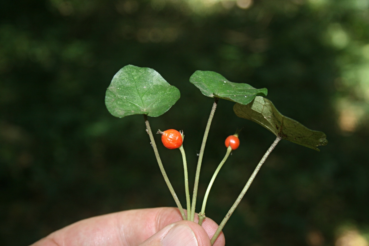 Geophila repens