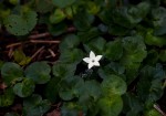 Geophila repens