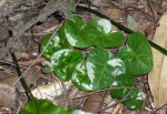 Geophila repens