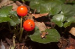 Geophila repens