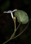 Geophila repens