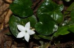 Geophila repens