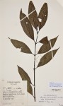 Lasianthus kilimandscharicus subsp. kilimandscharicus