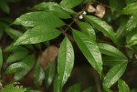 Lasianthus kilimandscharicus subsp. kilimandscharicus
