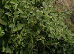 Paederia bojeriana subsp. foetens