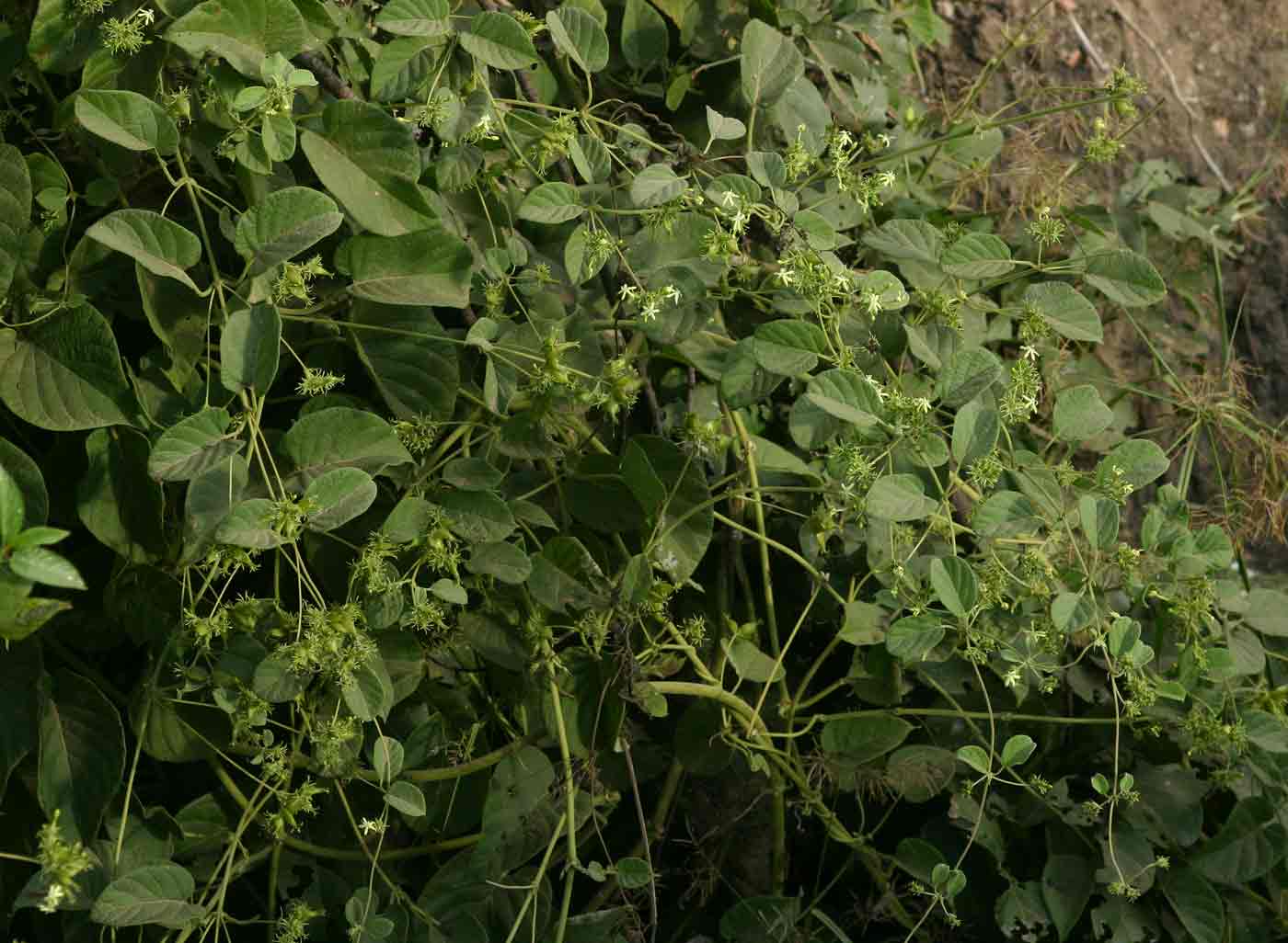 Paederia bojeriana subsp. foetens
