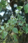 Paederia bojeriana subsp. foetens