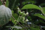 Paederia bojeriana subsp. foetens