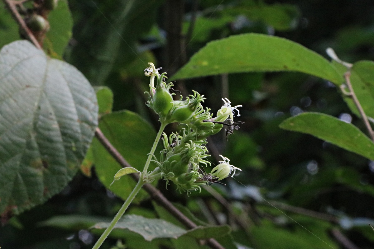 Paederia bojeriana subsp. foetens