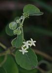Paederia bojeriana subsp. foetens