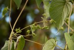 Paederia bojeriana subsp. foetens