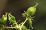 Paederia bojeriana subsp. foetens