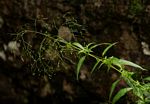 Galopina circaeoides