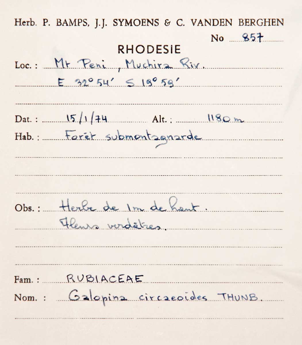 Galopina circaeoides