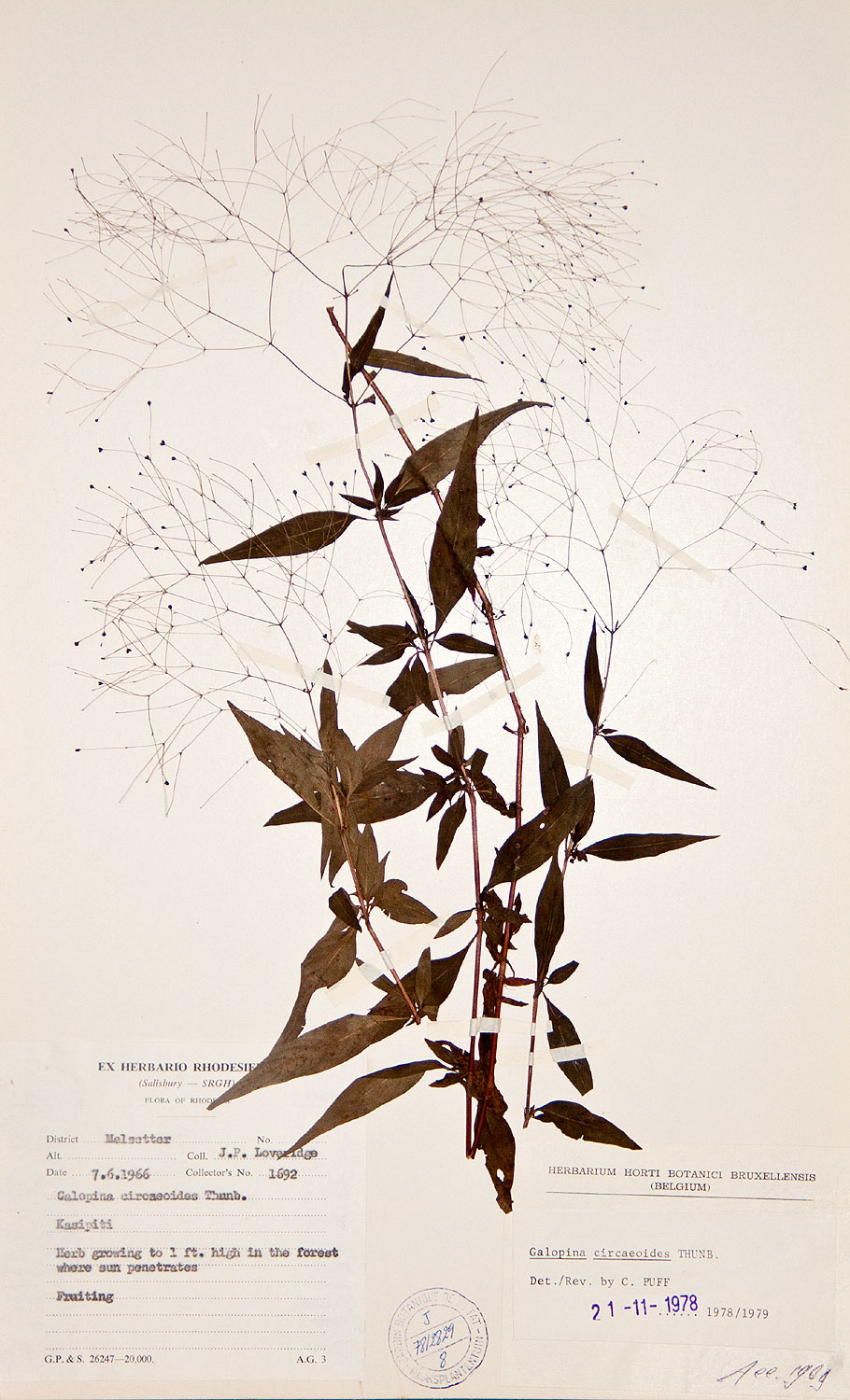 Galopina circaeoides