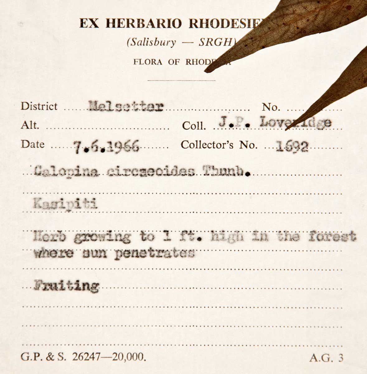 Galopina circaeoides