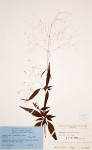 Galopina circaeoides