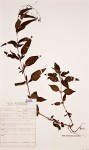 Galopina circaeoides