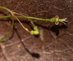 Galopina circaeoides
