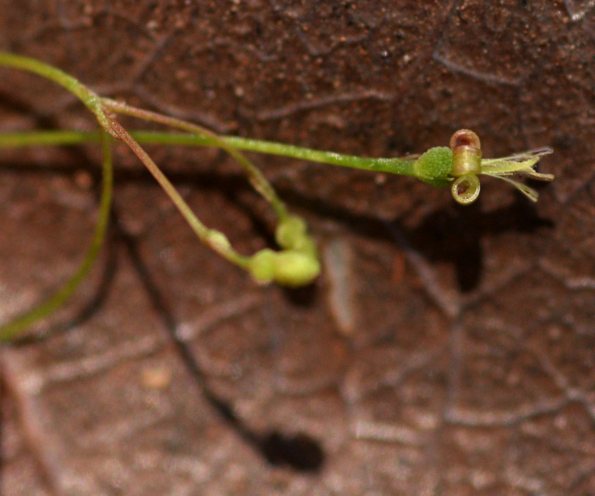 Galopina circaeoides