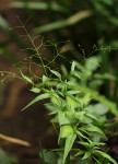 Galopina circaeoides