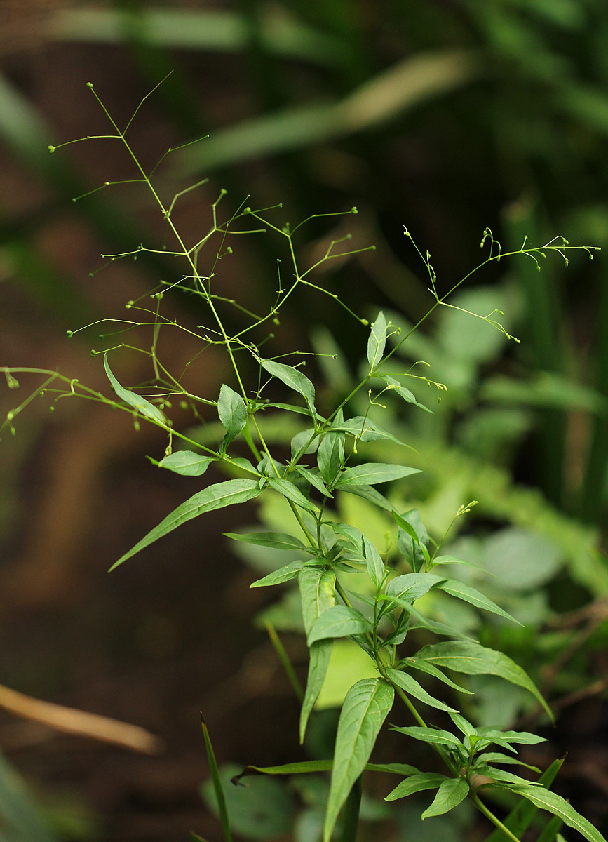 Galopina circaeoides