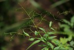 Galopina circaeoides