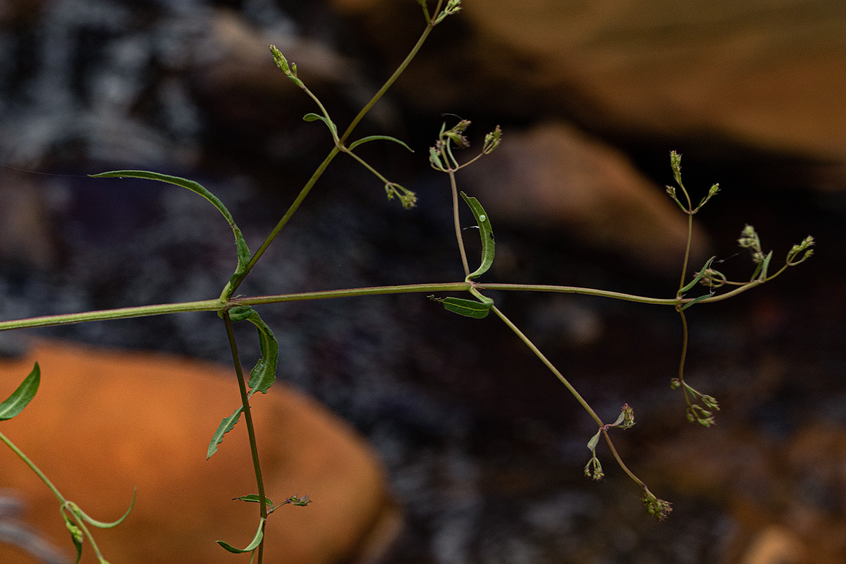 Galopina circaeoides