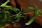 Galopina circaeoides