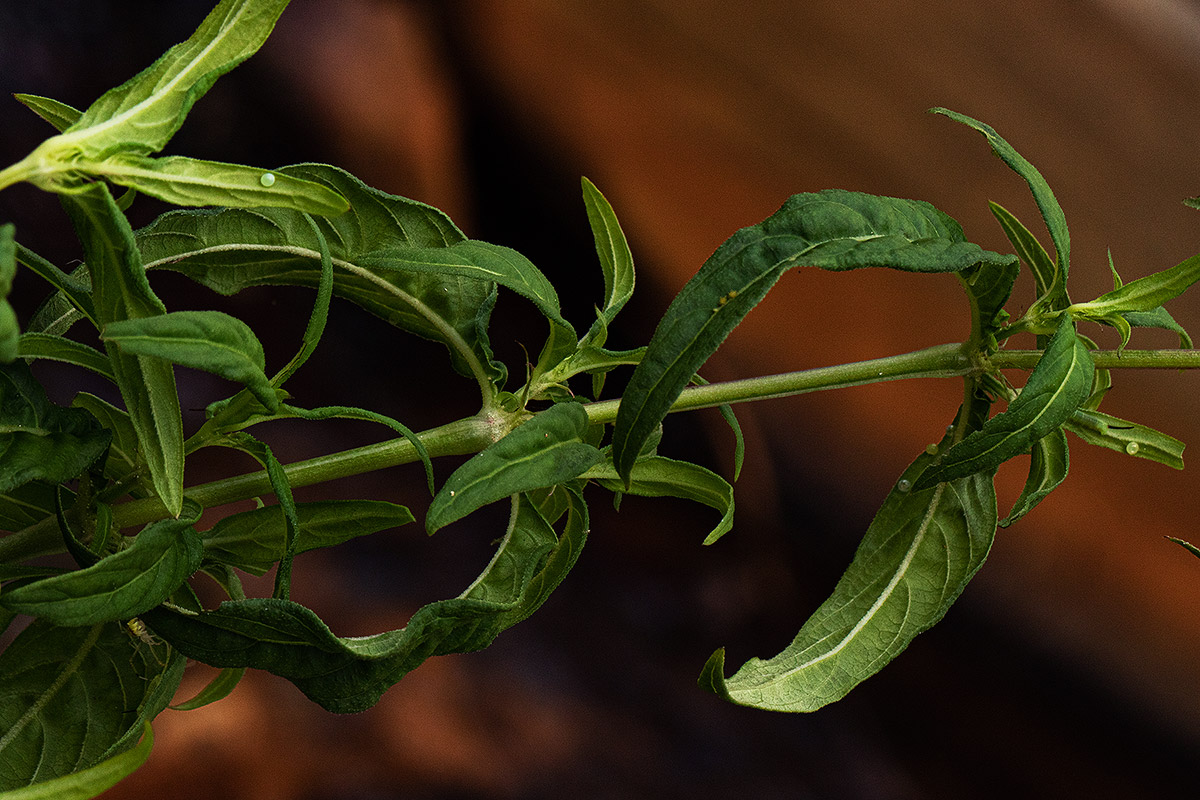 Galopina circaeoides
