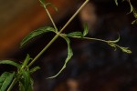 Galopina circaeoides
