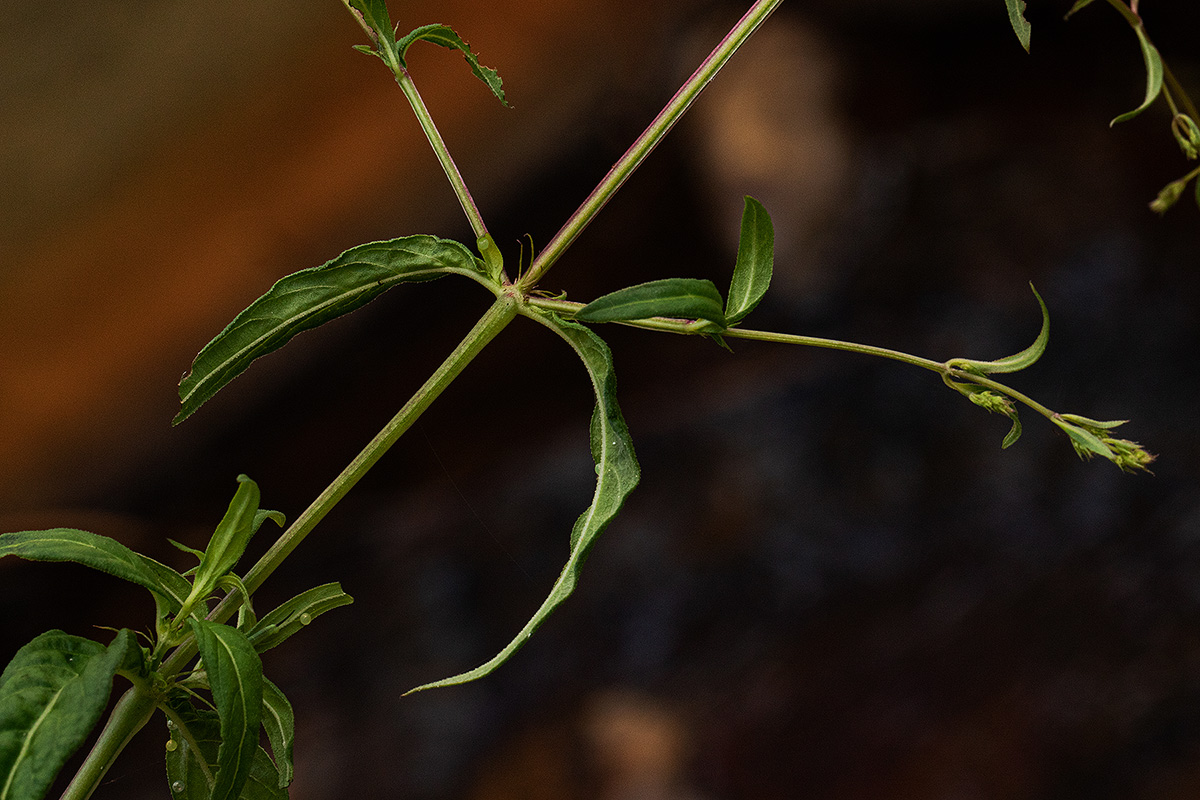 Galopina circaeoides