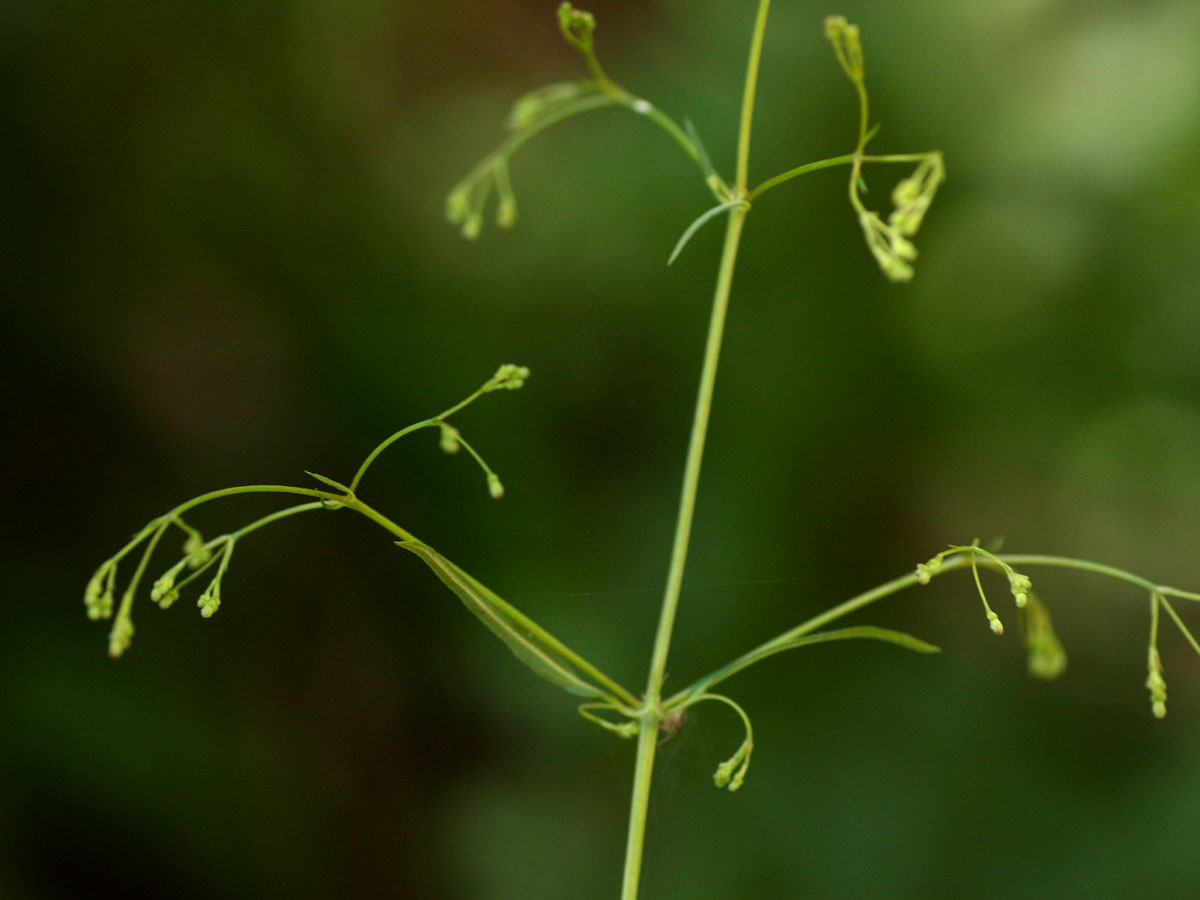Galopina circaeoides