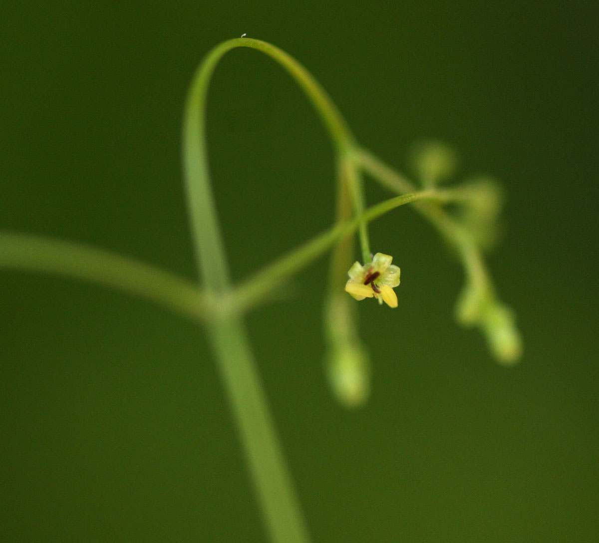 Galopina circaeoides