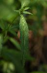 Galopina circaeoides