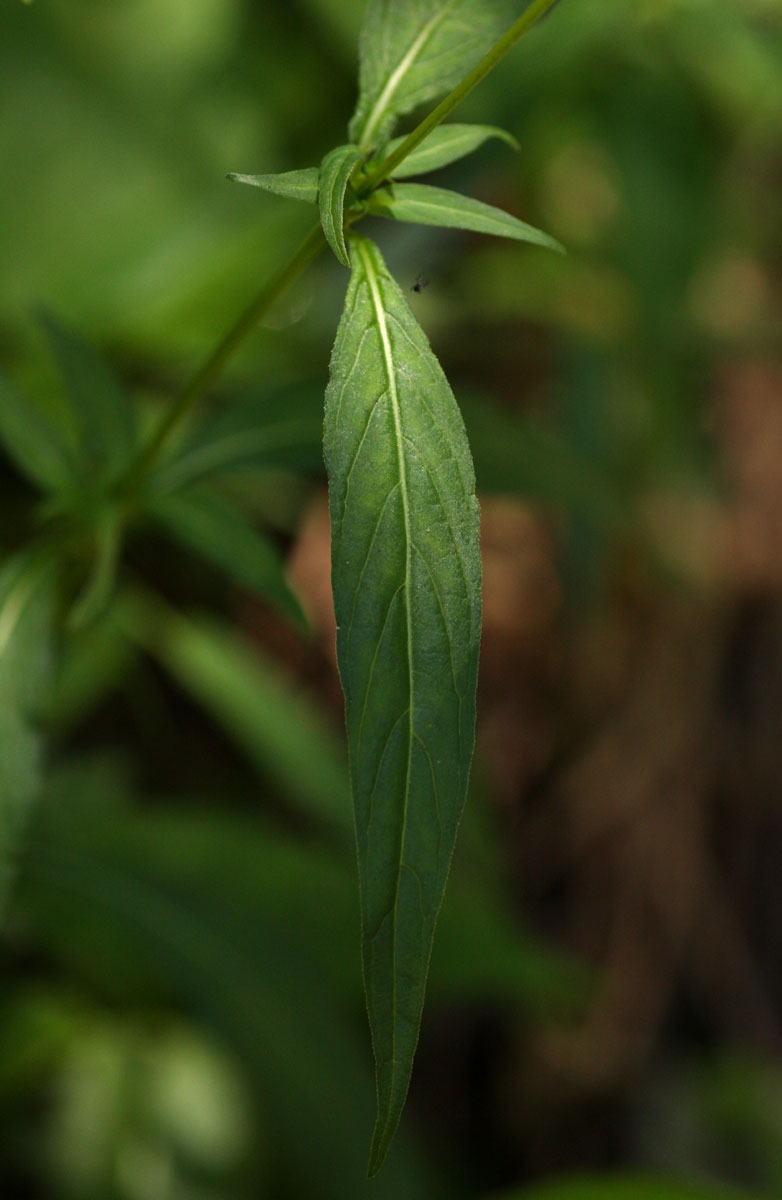 Galopina circaeoides