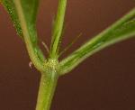 Galopina circaeoides