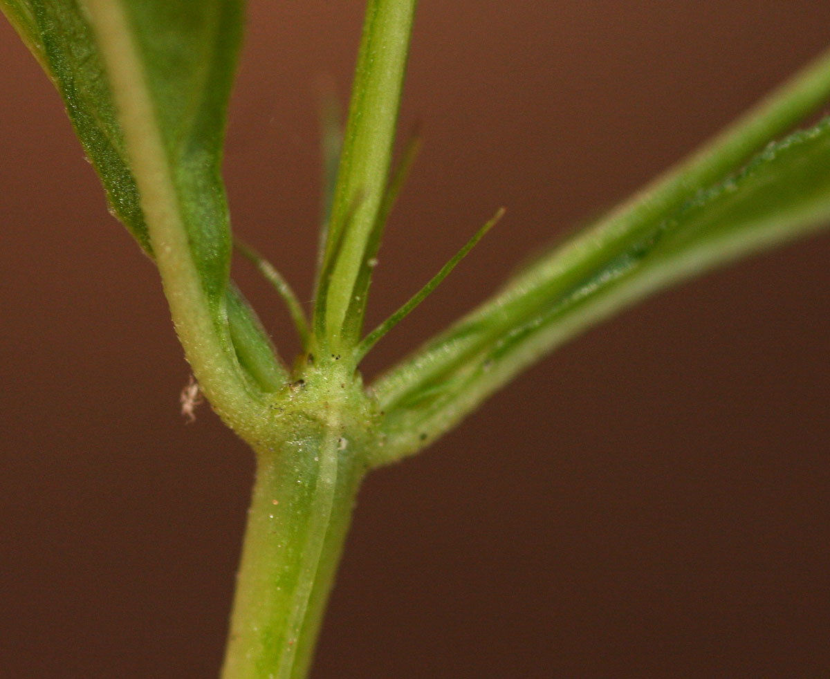 Galopina circaeoides
