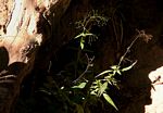 Galopina circaeoides