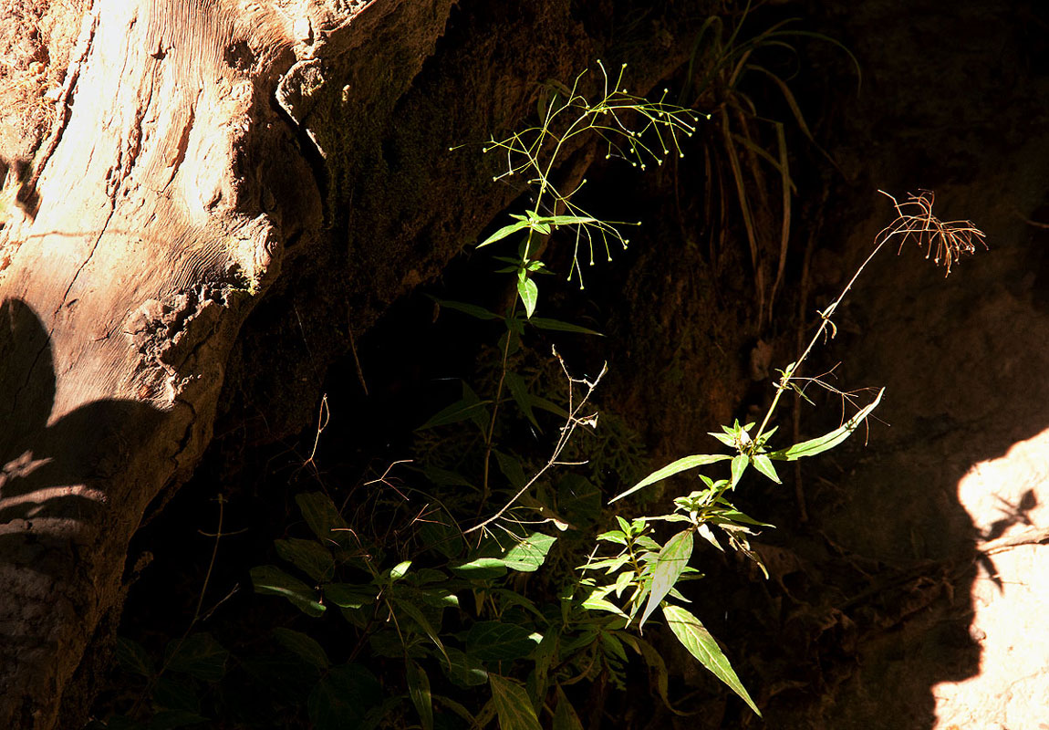 Galopina circaeoides