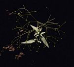 Galopina circaeoides