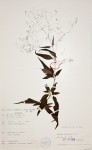 Galopina circaeoides