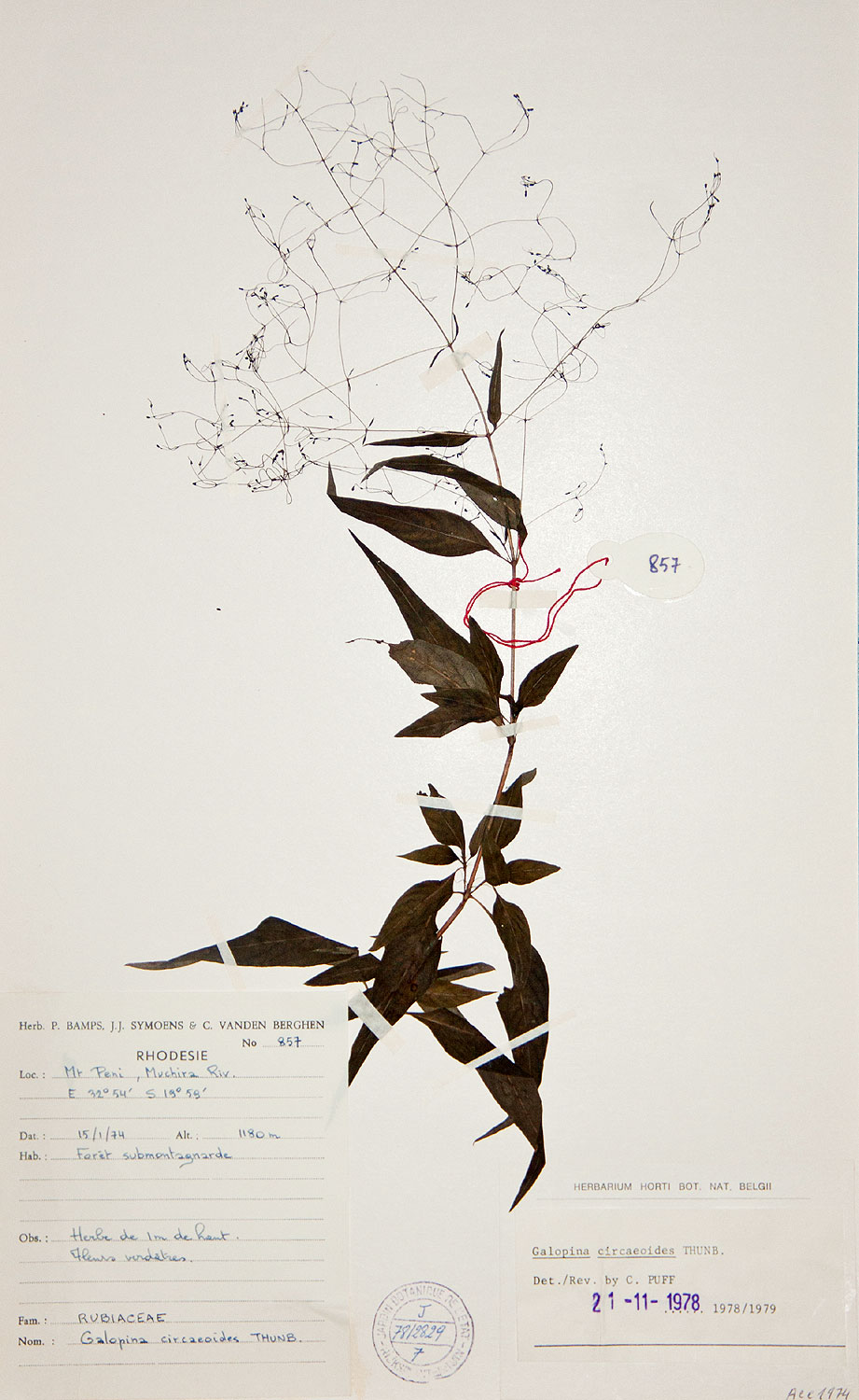 Galopina circaeoides