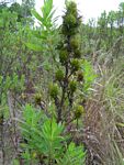 Anthospermum ammannioides