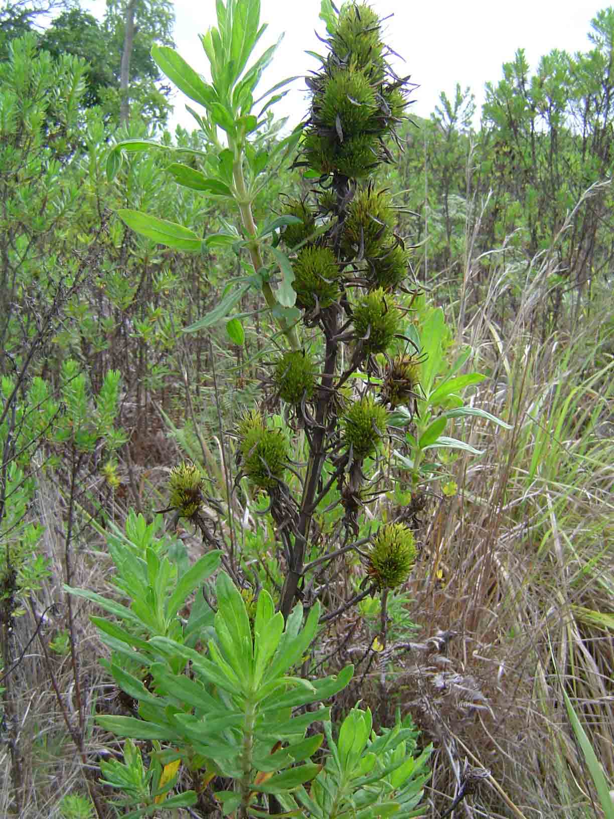 Anthospermum ammannioides