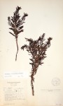 Anthospermum ammannioides